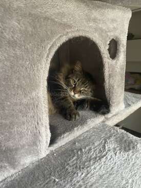 Profile photo of Milu