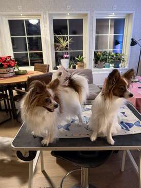 Profile photo of Papillon and a Labrador