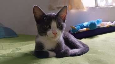 Profile photo of Shadow