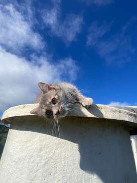Profile photo of Nuage 