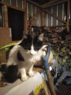 Profile photo of Mapachita 