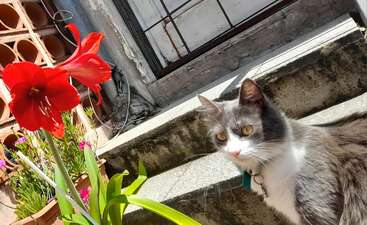 Profile photo of Azul