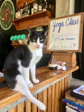 Profile photo of Chapito