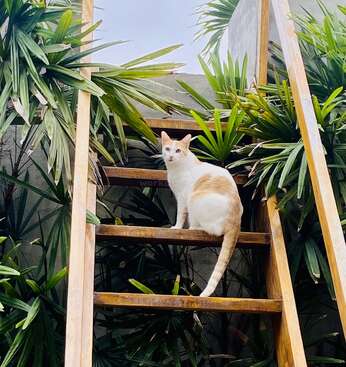 Profile photo of Guero