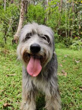 Profile photo of Gandalf